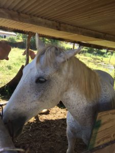 Launiupoko Horses