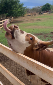 Lahaina Animal Farm Animals