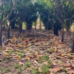 Maui Chocolate Farm West Maui Mauntains