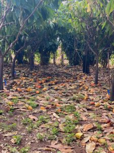 Maui Chocolate Farm West Maui Mauntains