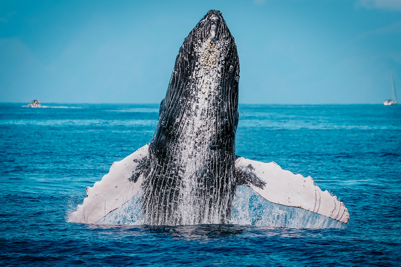 The Ultimate West Maui Sailing Adventure, Gemini Whale