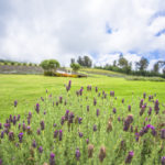 Alii Kula Lavender Farm Lavender Patio