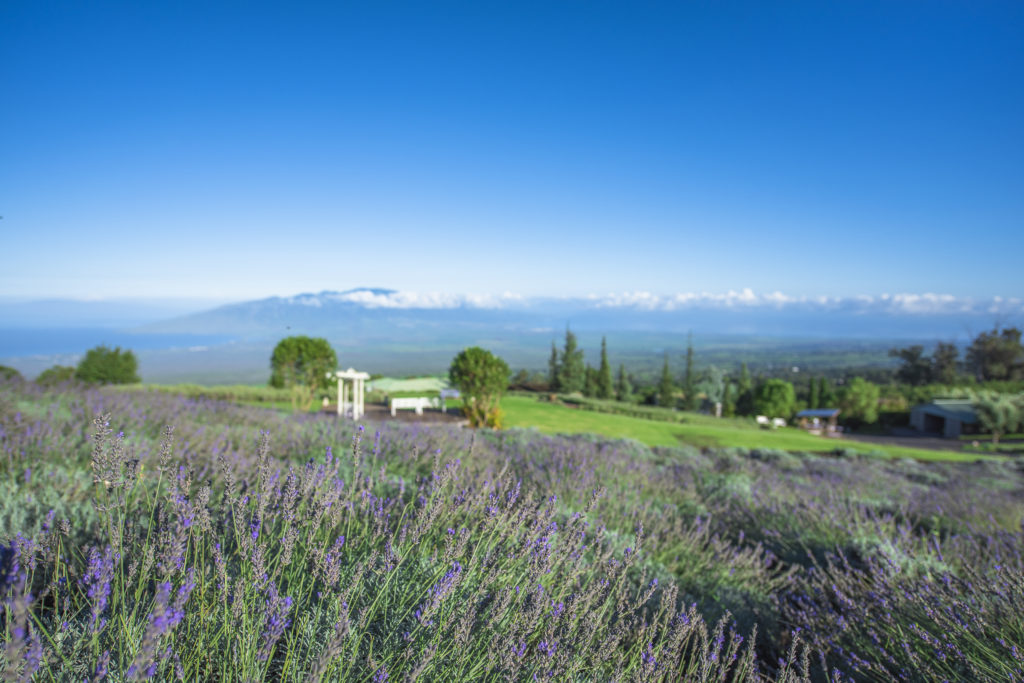 Alii Kula Lavender Farm Central Valley Daybreak Over Lavender Full