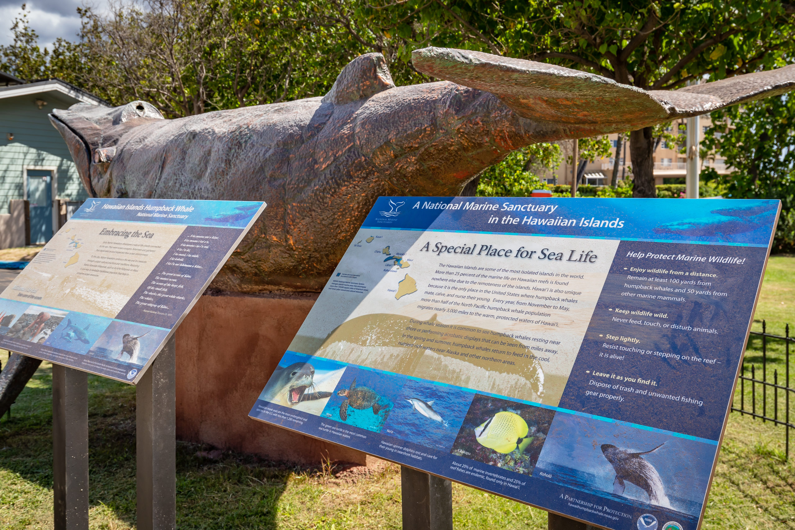 Whale Center_Kihei Educational Activities