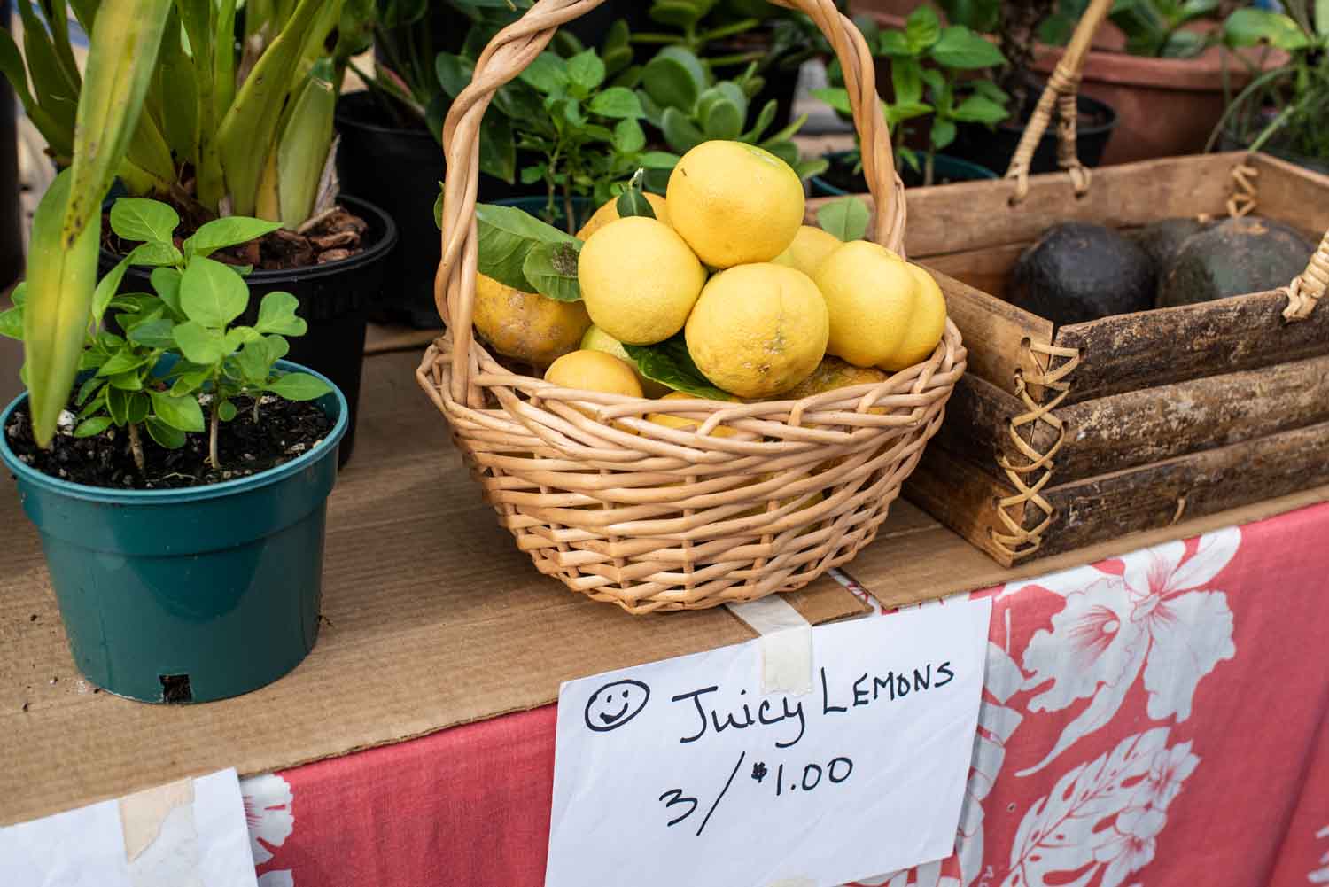Plants and Lemons at Kula Farmers Market