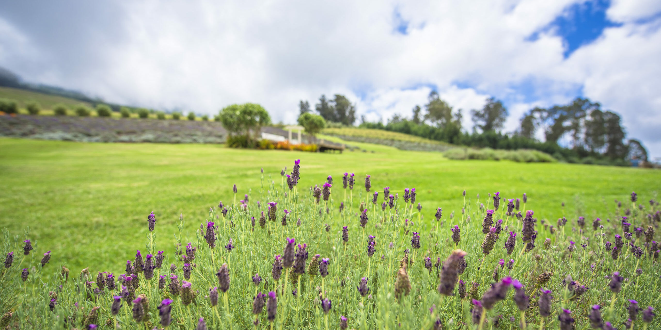 Alii Kula Lavender Farm Lavender Patio