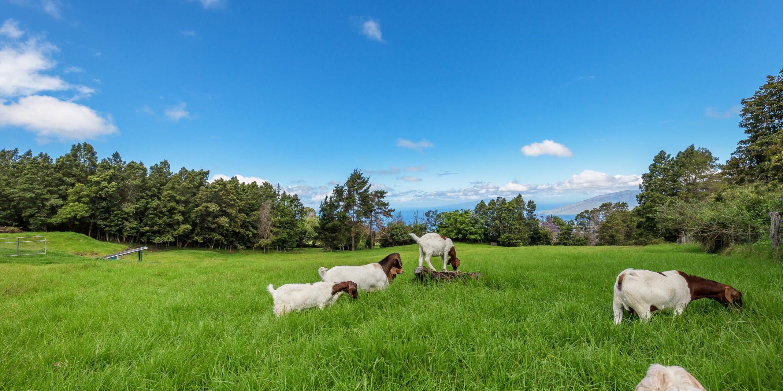 Country Fields Maui with Goats